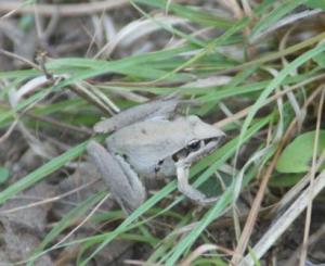 broadpalmed rocket frog