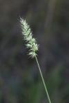 Tufted Hedgehog Grass