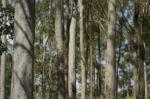 Spotted Gums