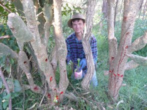 Wicca Hill - Weeding