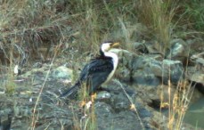 Pied Cormorant