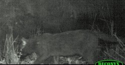 Feral cat - named 'Mittens'