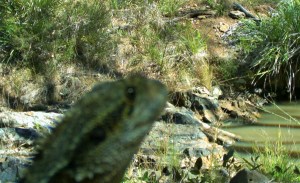 WATER DRAGON AT LITTLE CREEK WATERHOLE SEPTEMBER 2014