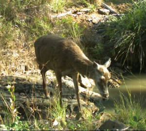 DEER AT LITTLE CREEK WATERHOLE SEPTEMBER 2014