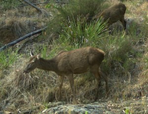 DEER AT LITTLE CREEK WATERHOLE SEPTEMBER 2015