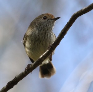 14062897589_c6242ebd30_o