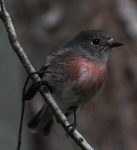 14226409666_2b36bdcba0_o