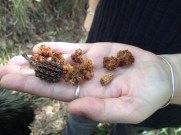 Evidence of Glossy Black Cockatoos feeding