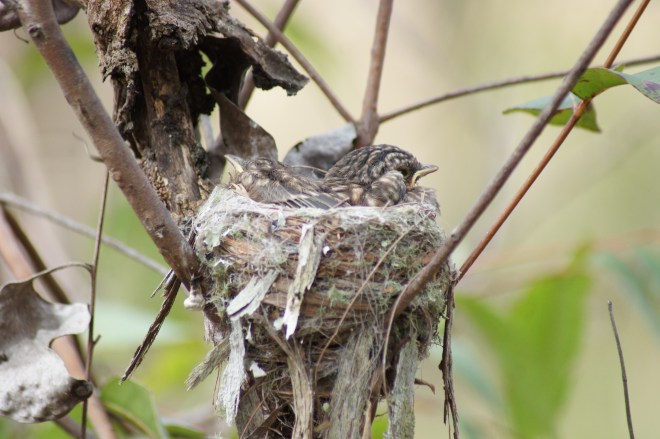 Yellow Robin Babies 2