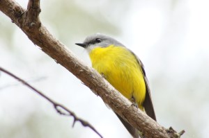 Yellow Robin Mum 1