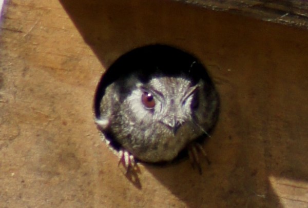 owlet-nightjar-close (2).jpg