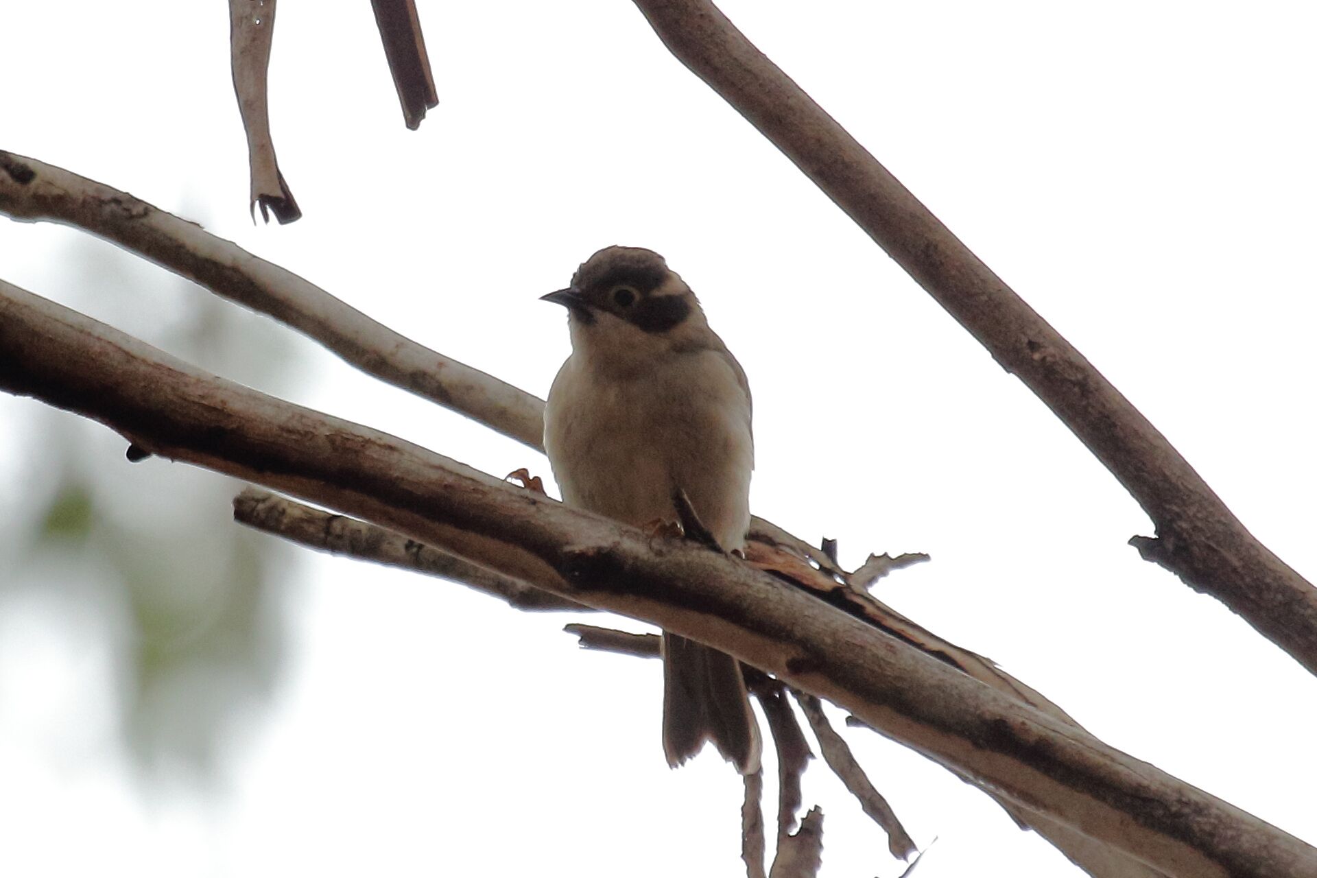 Brown-headed Honeyeater