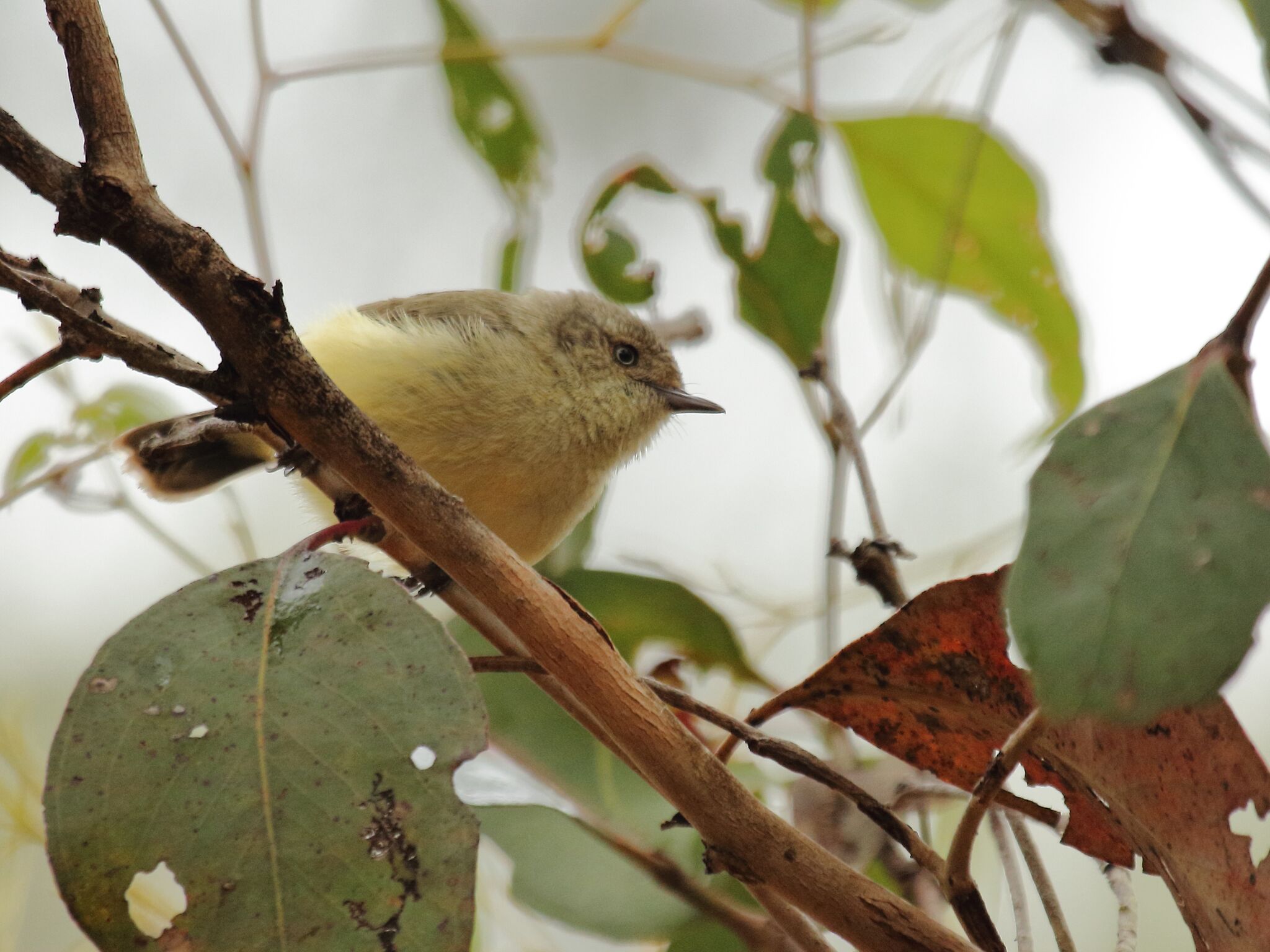 Buff-rumped Thornbill 1