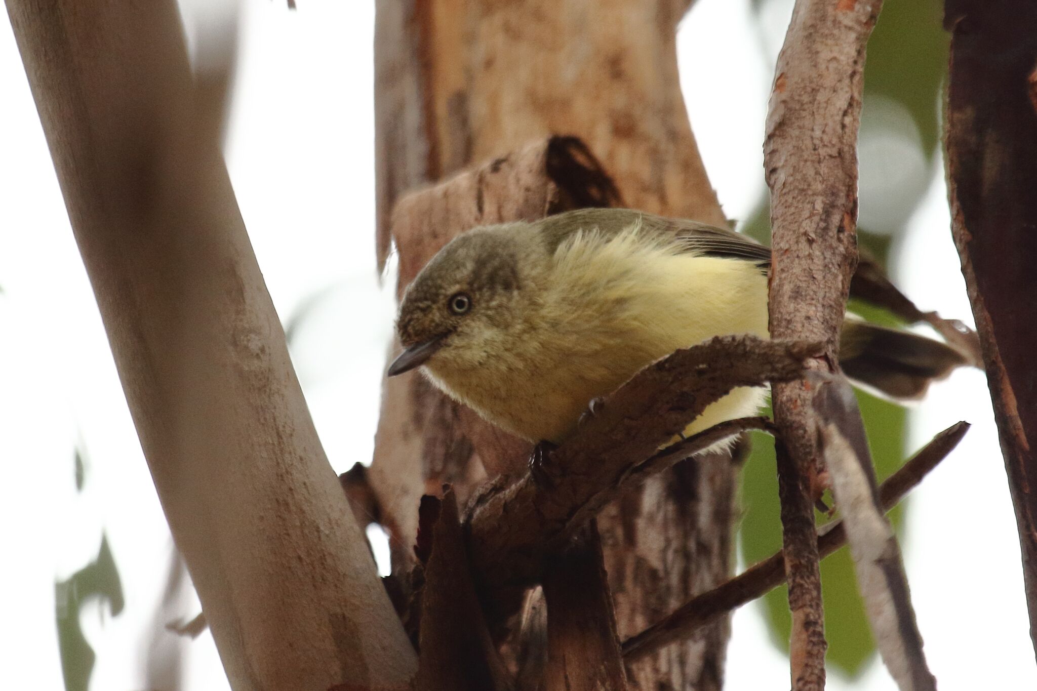 Buff-rumped Thornbill 2