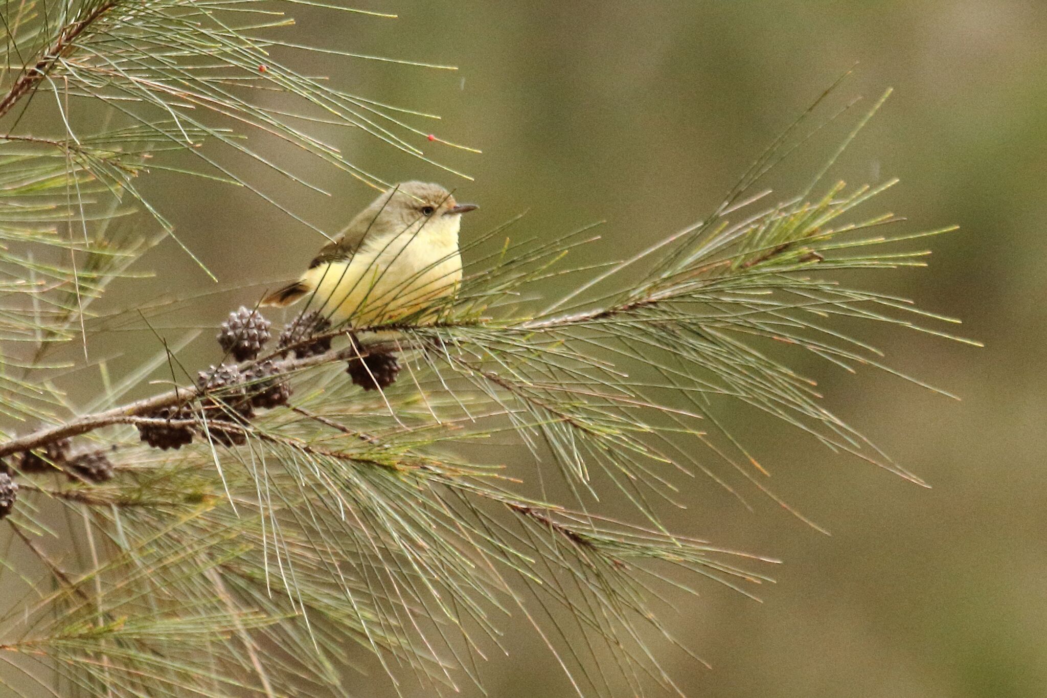 Buff-rumped Thornbill 3