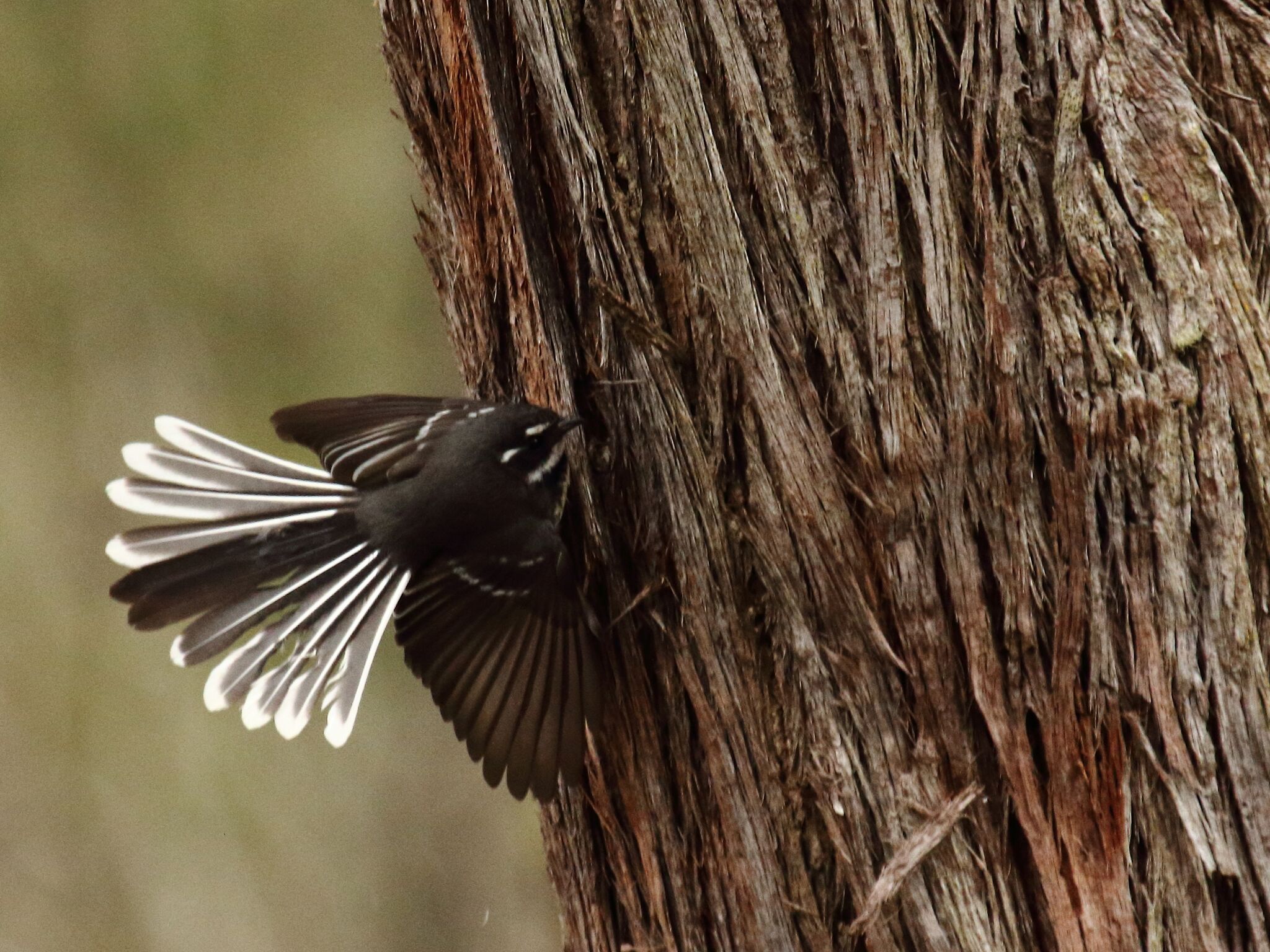 Grey Fantail 2