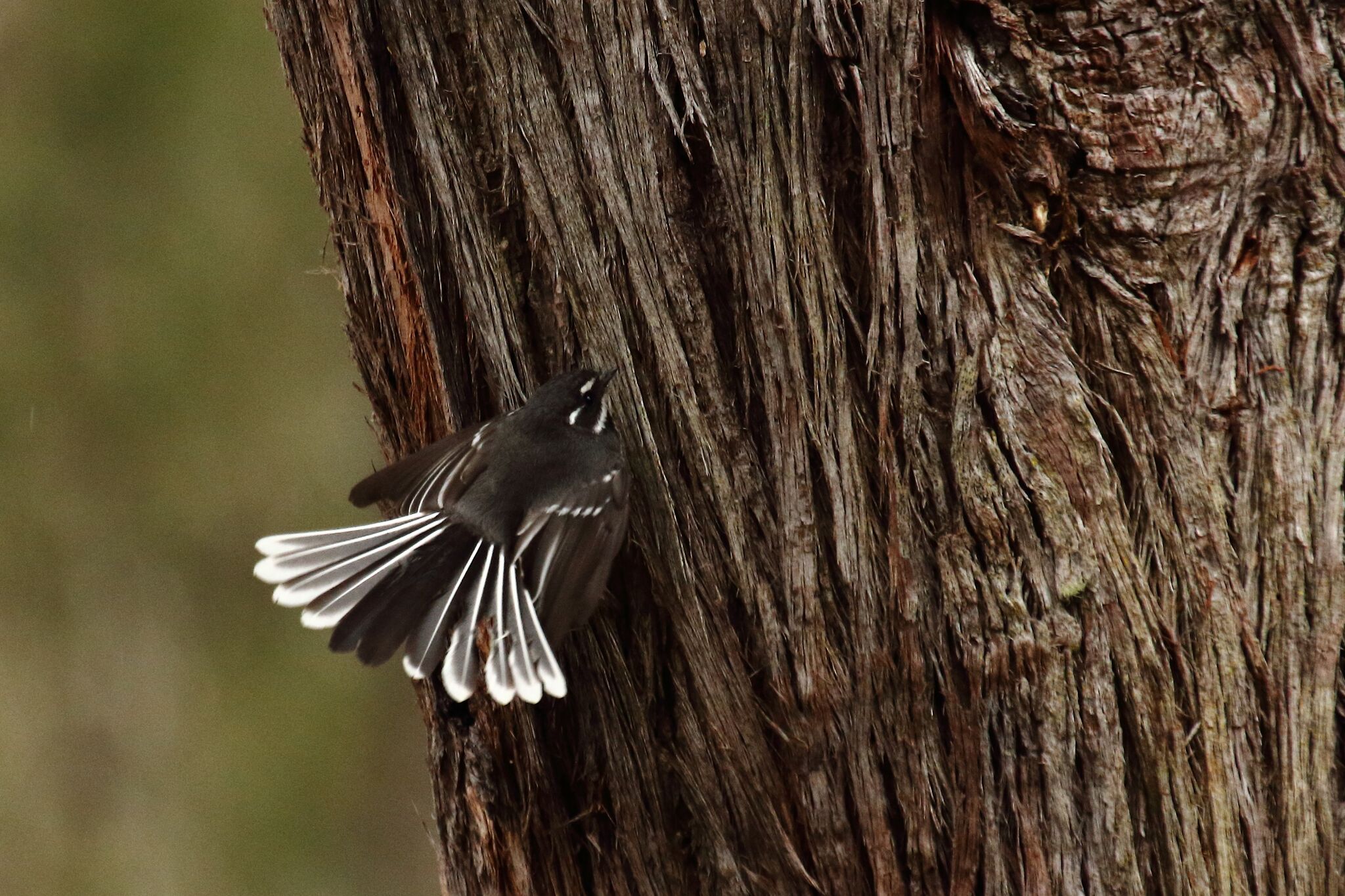 Grey Fantail 3