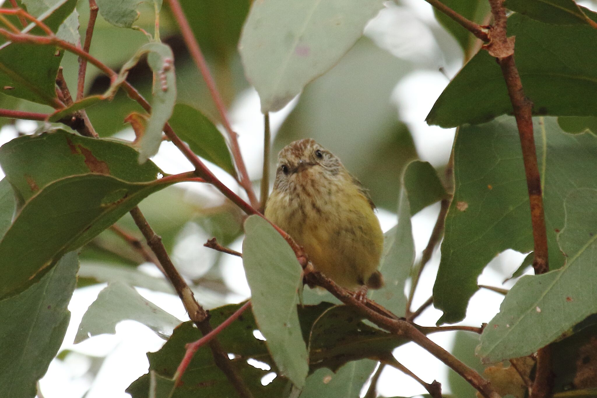 Striated Thornbill 1
