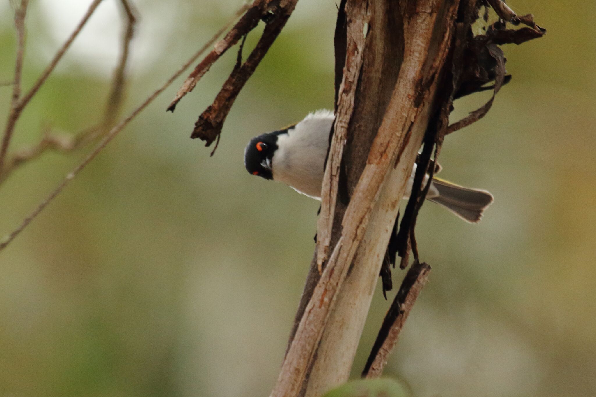 White-naped Honeyeater 2