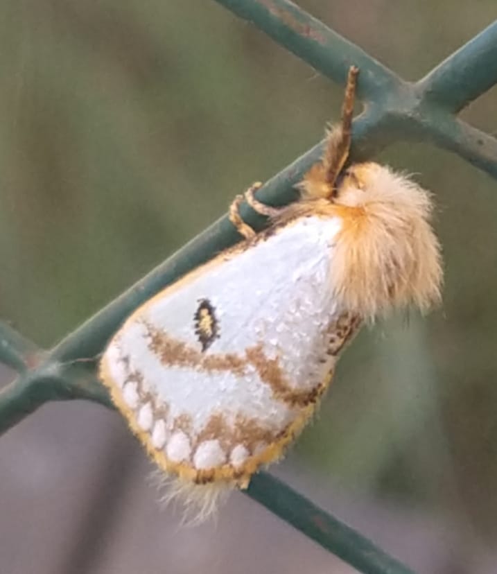 93803838_155969599223207_2242198087877525504_n